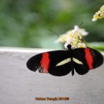 Bilder Garten der Schmetterlinge Schloss Sayn, Bendorf-Sayn